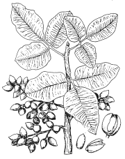 B / W croquis